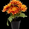 Excellent Flowers chrysant in pot | Action NL Outlet